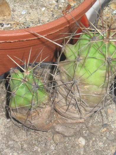 Echinocereus