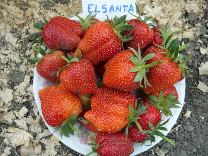 19 mai (primele fructe sunt mari si deformate) - Capsuni ELSANTA