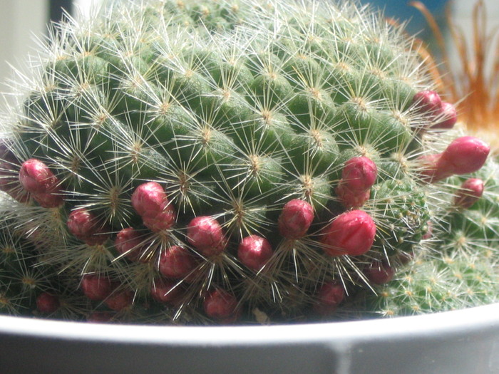 Rebutia aureiflora - de identificat