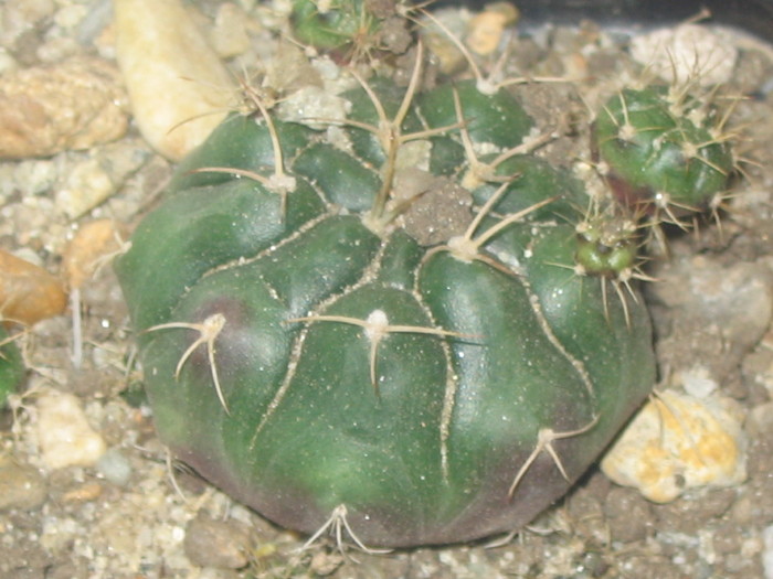 Gymnocalycium asterium - Cactusi