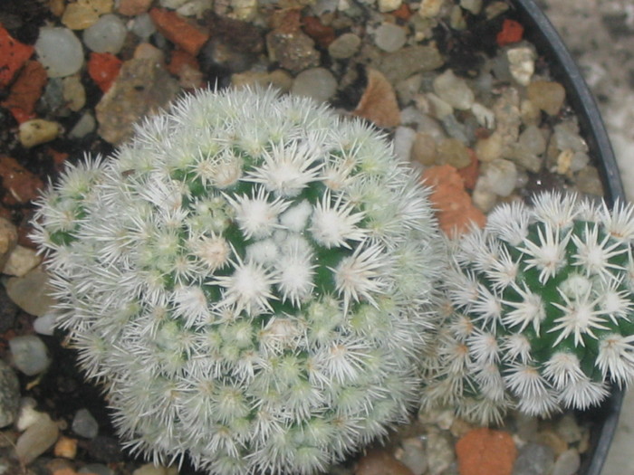 Mammillaria gracilis cv.Arizona Snowcap - Cactusi