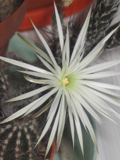 Stiechinopsis mirabilis Echinopsis (Arthrocereus) mirabilis - Cactusi