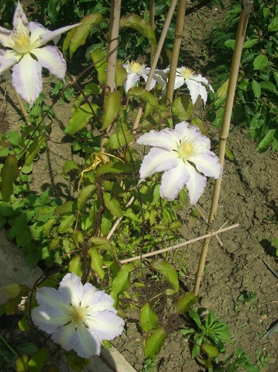 CIMG3559 - clematite 2011