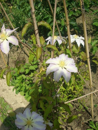 CIMG3561 - clematite 2011