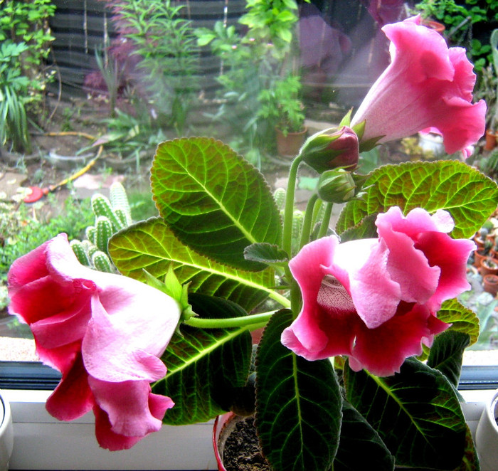 gloxinia red velvet