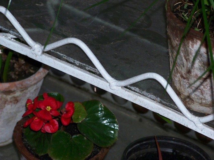 100_5112 - Flori 2011