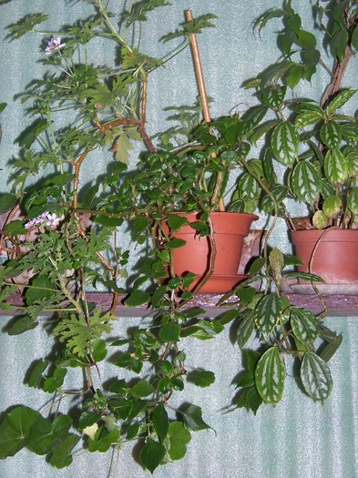 100_5114 - Flori 2011