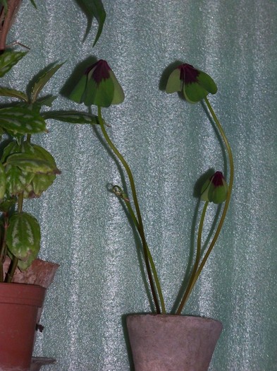 100_5115 - Flori 2011