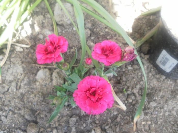 SAM_1378 - flori de gradina