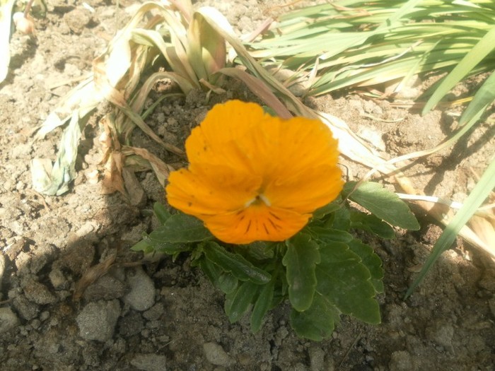 SAM_1379 - flori de gradina