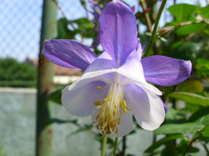 BOBOC DE CALDARUSA - MAI 2011