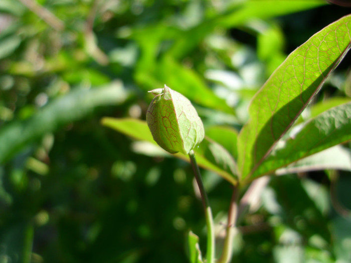 BOBOC DE PASSIFLORA - MAI 2011