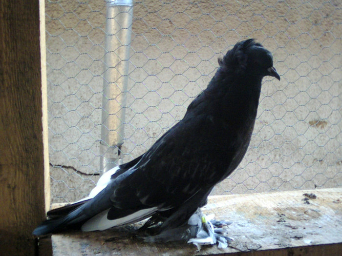 CRIM0005 - pui 2011