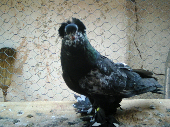 CRIM0010 - pui 2011