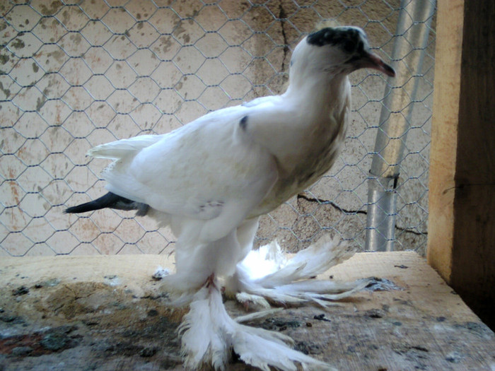 gusat - pui 2011