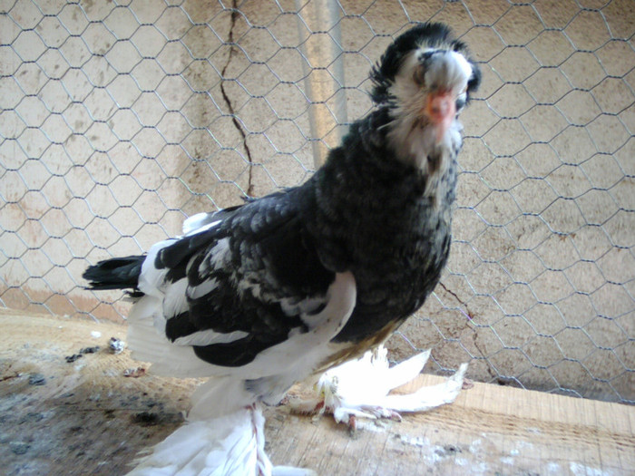 CRIM0016 - pui 2011