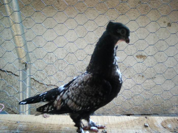 CRIM0018 - pui 2011
