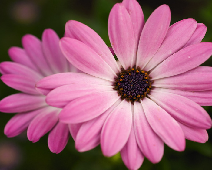 pink_flower