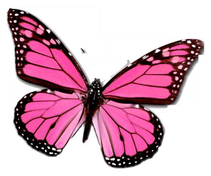 PinkButterfly - PoZe TrUe