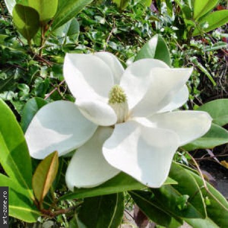 Magnolia_Grandiflora_Alba_med - poze cu flori