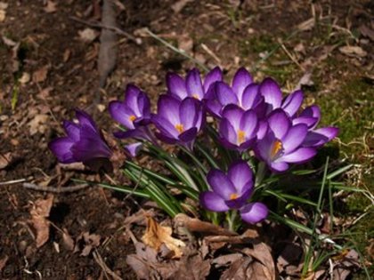 Poze cu flori - poze cu flori de primavara - poze cu flori