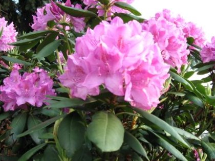 poze in Parcul Circului cu Carol-11.05.2008 061 - poze cu flori