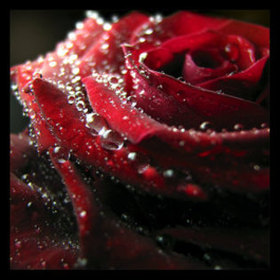 Blood_rose_by_Darkrose42 - poze cu flori