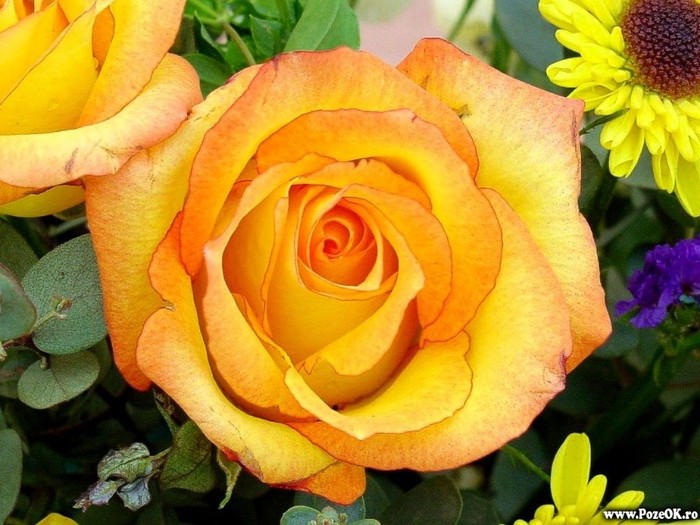 PozeTrandafiri-Roses60 - poze cu flori