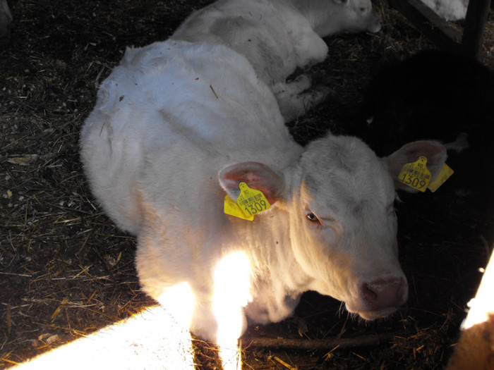 Vitica din OPULENT - Vaci de carne - 2011