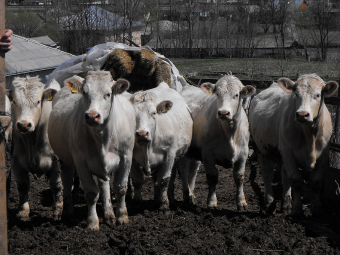 Pregatite pentru inceputul sezonului de pasunat - Vaci de carne - 2011