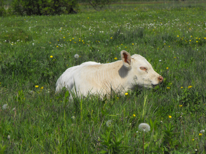 DSCF6226 - Vaci de carne - 2011