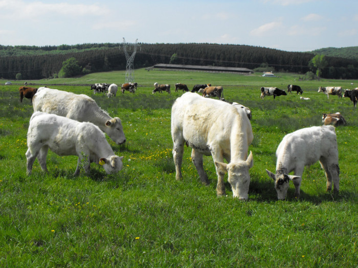 DSCF6245 - Vaci de carne - 2011