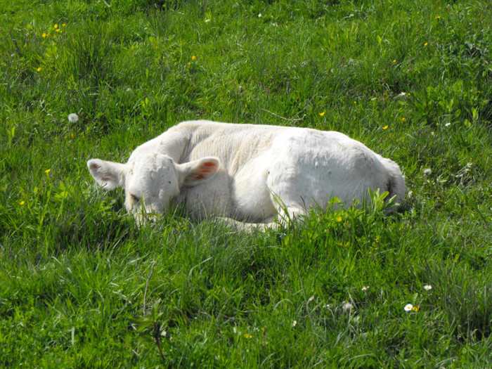DSCF6257 - Vaci de carne - 2011