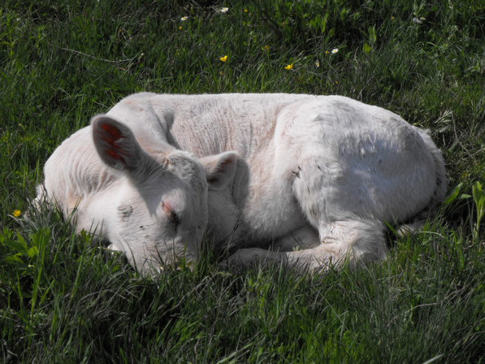 DSCF6258 - Vaci de carne - 2011