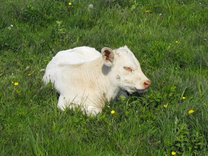 DSCF6259 - Vaci de carne - 2011