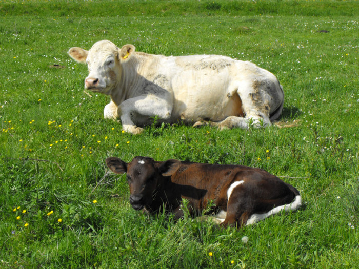 Un vitel adoptat - Vaci de carne - 2011