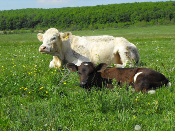 DSCF6261 - Vaci de carne - 2011