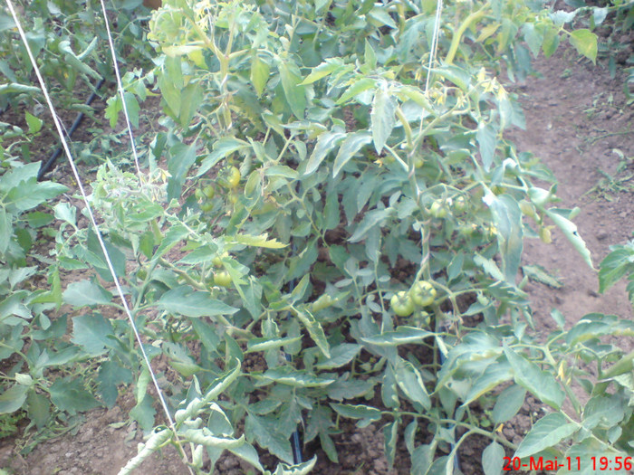 poze sony ericson solar 035