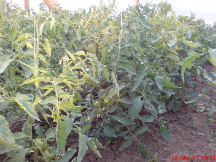 poze sony ericson solar 036