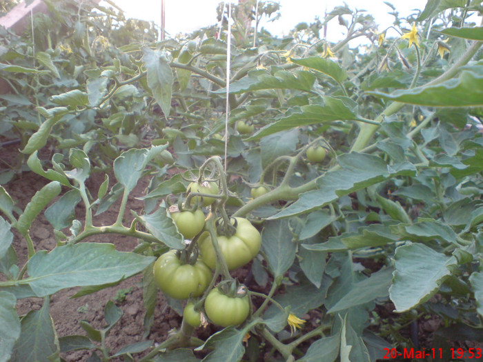 poze sony ericson solar 037