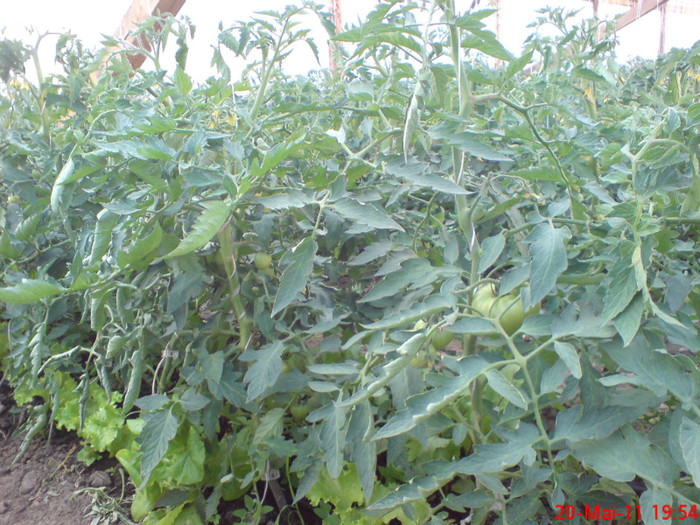 poze sony ericson solar 039