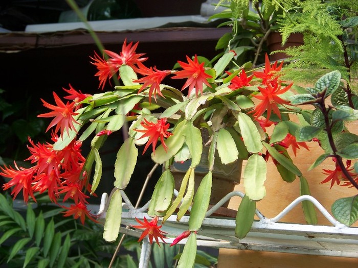 100_5142 - Flori 2011