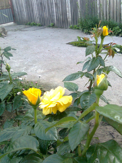 Friesia - trandafiri 2011