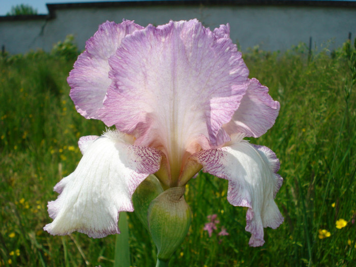 DSC05483
