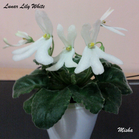 20.05.2011 (4) - zz - Lunar Lily White