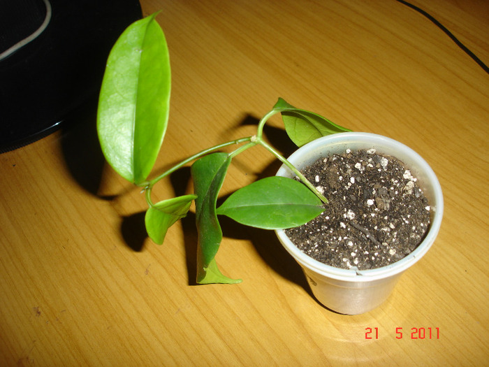 21.05.2011 - Hoya Vitiensis