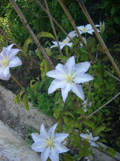 CIMG3573 - clematite 2011