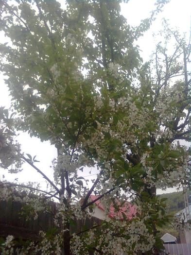 visin - florile mele