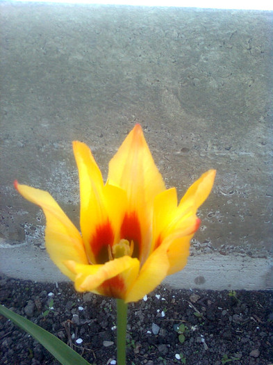 Imagine0600 - florile mele
