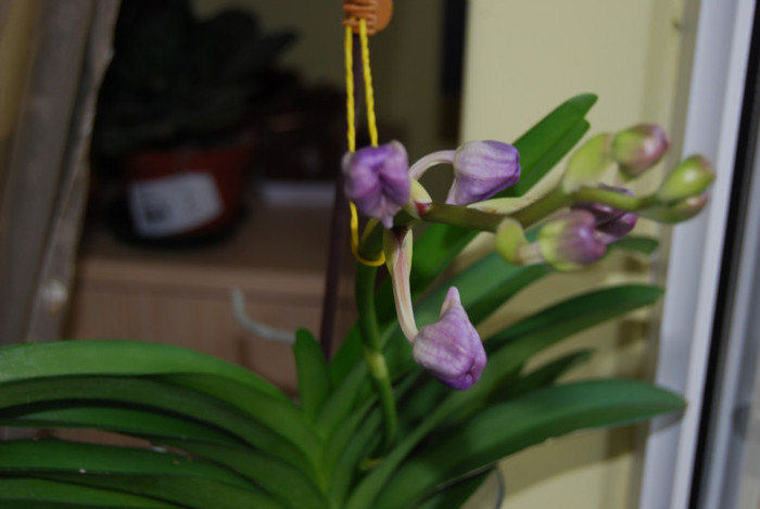 DSC_0414 - vanda 2011